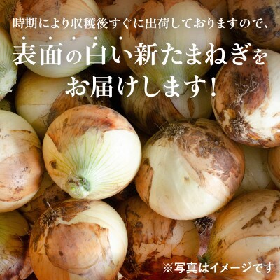 射手矢さんちの泉州プレミアムたまねぎ5kgとドレッシング 200ml×1本 G1319