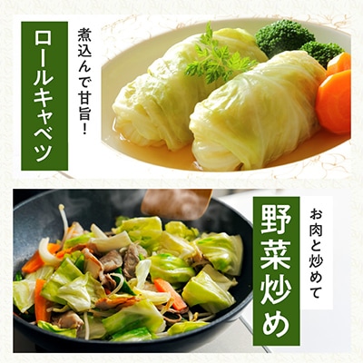 【TVで紹介されました!】泉州キャベツ 5kg 2～5玉 射手矢農園 G1624