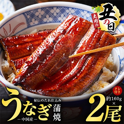 【土用の丑の日】厳選うなぎ 蒲焼き 320g(約160g×2尾)中国産 予約 kgp0067-1d