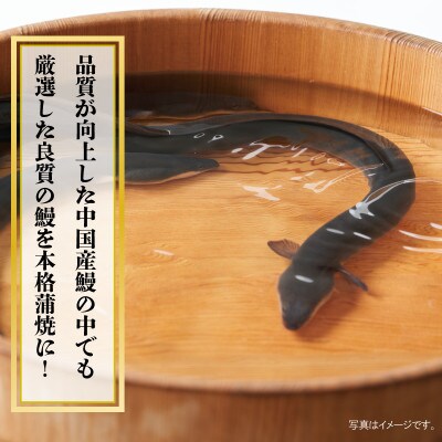 【土用の丑の日】厳選うなぎ 蒲焼き 480g(約160g×3尾)中国産 先行予約 099H852d