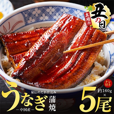 【土用の丑の日】厳選うなぎ 蒲焼き 800g(約160g×5尾)中国産 予約 kgp0020-1d