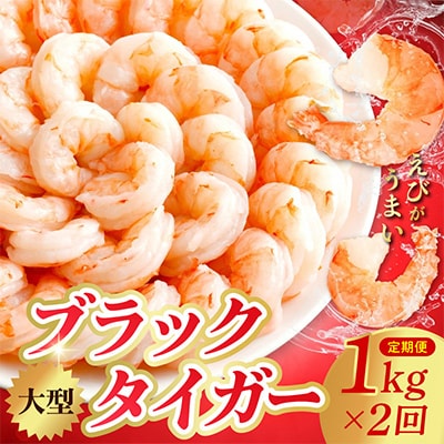 【毎月定期便】高級ブラックタイガー 1kg 大型 30-40尾 背ワタなし kgpZ010全2回