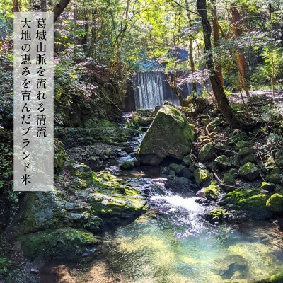 葛城山脈の清流の希少ブランド米「龍神大木の里」精米済み5kg(約33合分)099H2589