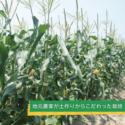 【畑から直送】ゴールドラッシュ 8本セット とうもろこし G1101