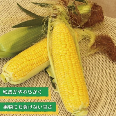 【畑から直送】ゴールドラッシュ 8本セット とうもろこし G1101