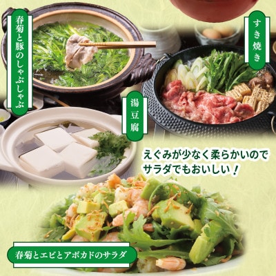 【先行予約】TONOファーム 春菊 6袋(合計900g以上)