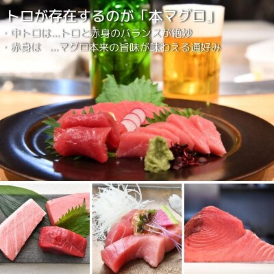 本マグロ食べ比べセット 1kg (250g×4パック)大トロ 中トロ 赤身 ST162