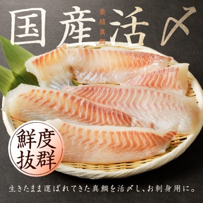 【さとふる限定】国産活〆 真鯛 お刺身用 600g 養殖 便利な小分け 010B1537