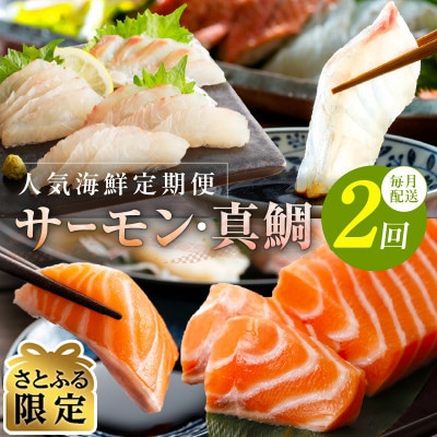【毎月定期便】【さとふる限定】人気海鮮 サーモン/真鯛 お刺身 食べ比べ 全2回 099Z272