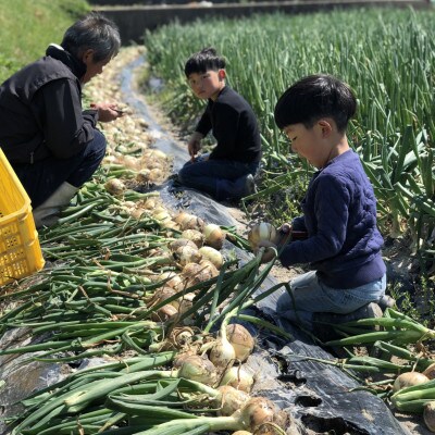 2024年5月頃発送!なにわの伝統野菜『泉州黄玉葱 約10kg』 010B259