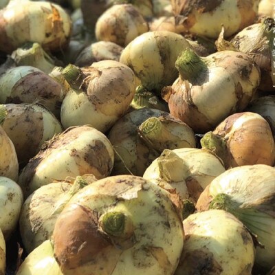 2024年5月頃発送!なにわの伝統野菜『泉州黄玉葱 約10kg』 010B259