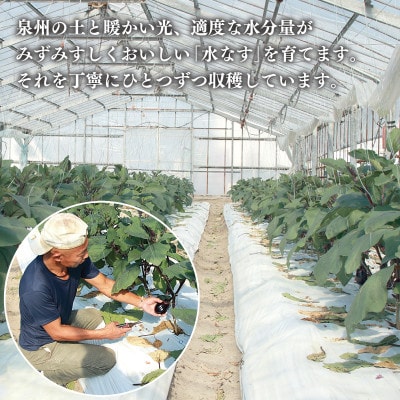 泉州 水なす 12個 ハウス栽培 G1489