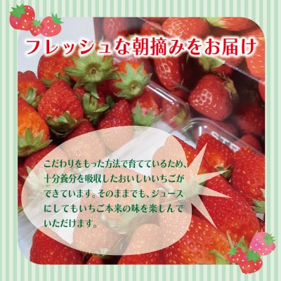 【特別規格】朝摘み完熟いちご 化粧箱入り 220g×2パック G1631
