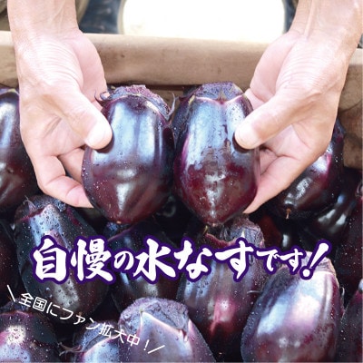 泉州 泉佐野市産 ハウス水なす 6個 とれたて新鮮野菜 005A759