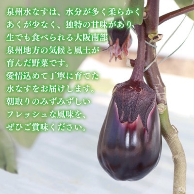 泉州 泉佐野市産 ハウス水なす 20個 とれたて 新鮮野菜 099H4104