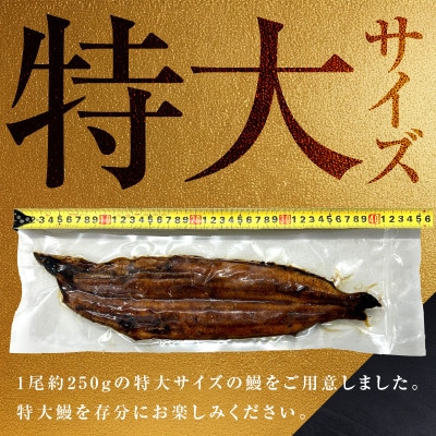【贈答用】五郎藤 関西風地焼き 国産有頭旨鰻 250g×2尾 計約500g 015B385-1
