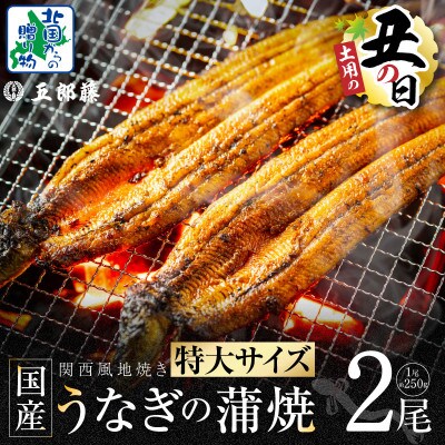 丑の日! 老舗 「五郎藤」 関西風地焼き 国産有頭旨鰻 250g×2尾 015B385d