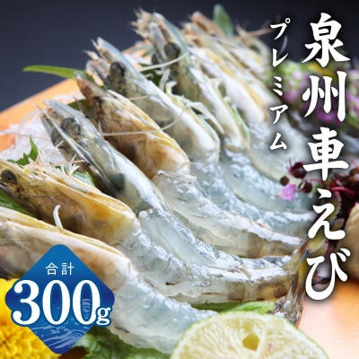 【生食可】泉州車えび 300g G2179