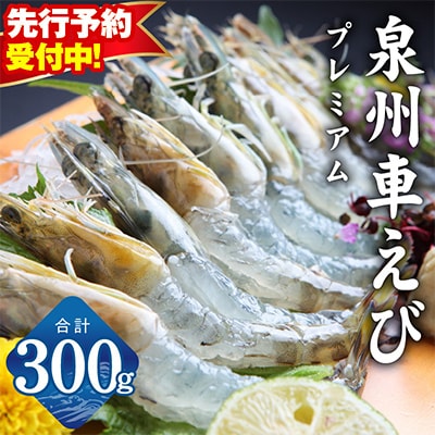 【先行予約】泉州車えび 300g 生食可 G2179