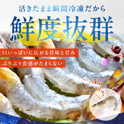 【生食可】泉州車えび 300g G2179