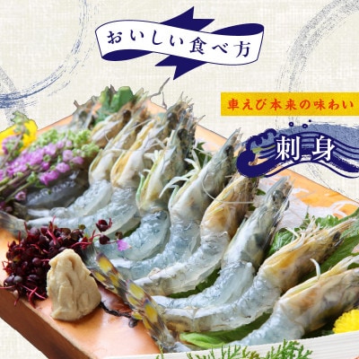 【生食可】泉州車えび 300g G2179