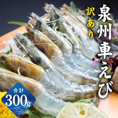 【生食可】泉州車えび 300g 訳あり サイズ不揃い 先行予約 G2185