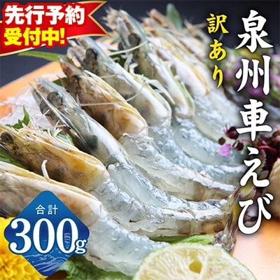 【先行予約】泉州車えび 300g 訳あり サイズ不揃い 生食可 G2185