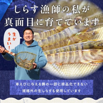 【生食可】泉州車えび 300g 訳あり サイズ不揃い 先行予約 G2185