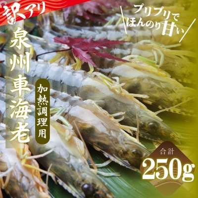 訳アリ!お試し 加熱調理用 泉州車海老250g【TVで紹介されました!】 G3703