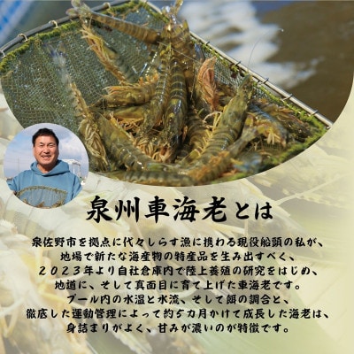 訳アリ!お試し 加熱調理用 泉州車海老250g【TVで紹介されました!】 G3703