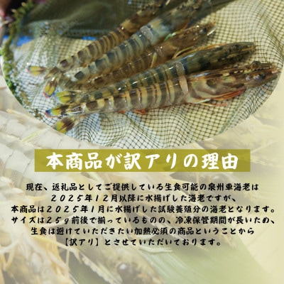 訳アリ!お試し 加熱調理用 泉州車海老250g【TVで紹介されました!】 G3703