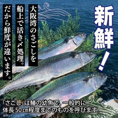 さごしフィレ 合計1.2kg以上 小分け 切り身 魚