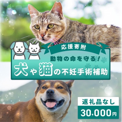 【返礼品なし】動物の命を守る!犬や猫の不妊手術補助 応援寄附(大阪府泉佐野市)　 ON0028