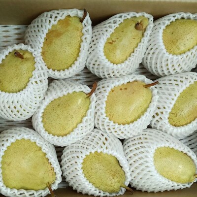 西洋梨(マルゲリット・マリーラ)5kg　10玉　特秀品　0042-2604