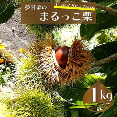 【ふるさと納税限定】夢甘栗 まるっこ栗 秀品 高級生栗 約1kg<2026年10月中旬以降発送予定>