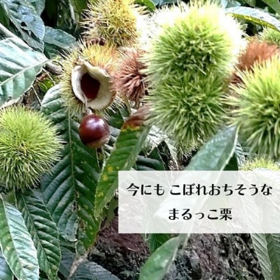 【ふるさと納税限定】夢甘栗 まるっこ栗 秀品 高級生栗 約1kg<2026年10月中旬以降発送予定>