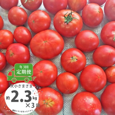 <2027年1月頃～発送>【3回定期便】【訳あり】高知県佐川町産トマト約2.3kg  織田トマト