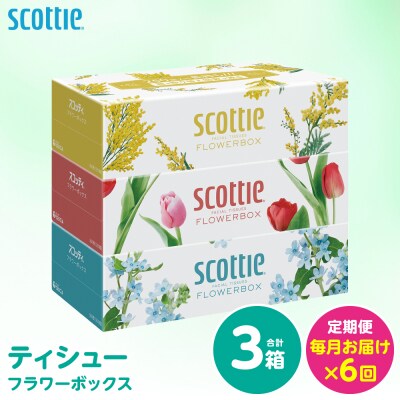 【毎月定期便】 ティッシュ 250箱 3箱 日用品 スコッティ 全6回_186-6712