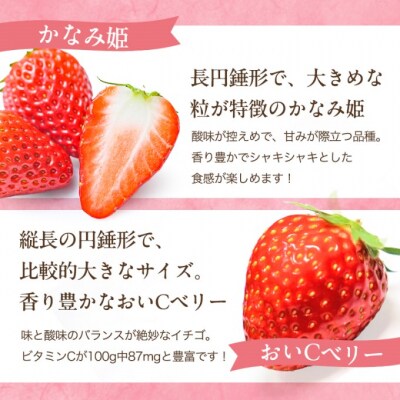 いちご 2027年 先行予約 いちごの宝石箱 1箱 12粒入り[NO5765-1224]