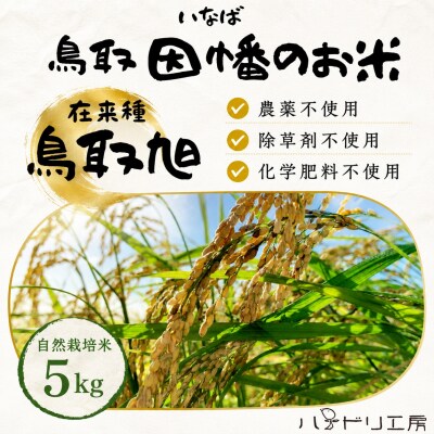 【令和8年産新米】農家直送　自然栽培米「鳥取旭」5kg(玄米)