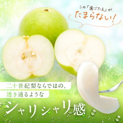 二十世紀梨 秀品 5キロ(砂丘のなし屋さん)
