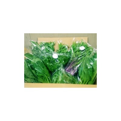 水耕栽培 新鮮 葉物野菜Cセット