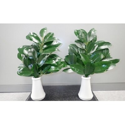 美濃加茂榊セット 定期(6ヵ月×月2回)
