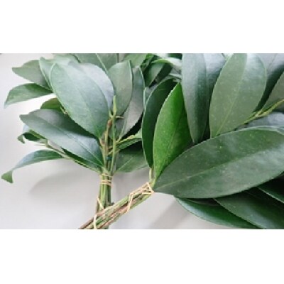 美濃加茂榊セット 定期(6ヵ月×月2回)