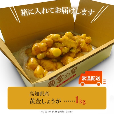しょうが 約1kg 黄金しょうが 野菜 根菜 【7日程度で発送】 Xnb-0009