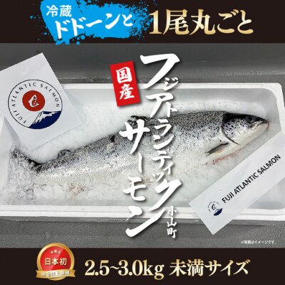 エリア限定 フジアトランティックサーモン(1尾2.5～3.0kg未満)セミドレス