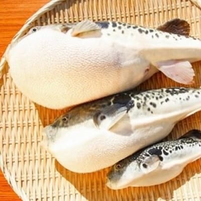 【若男水産】淡路島3年とらふぐ活てっさ(4～5人前)