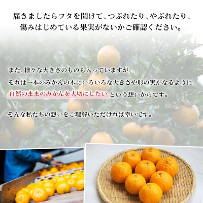 【先行予約】<無茶々園のポンカン　3kg>　果物　フルーツ　柑橘　愛媛　期間限定