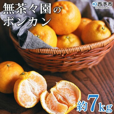 【先行予約】<無茶々園のポンカン　7g>　果物　フルーツ　柑橘　愛媛　期間限定