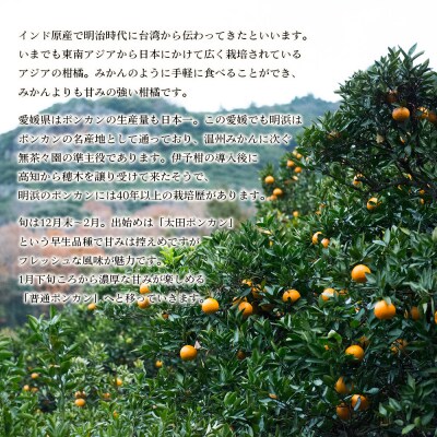 【先行予約】<無茶々園のポンカン　7g>　果物　フルーツ　柑橘　愛媛　期間限定